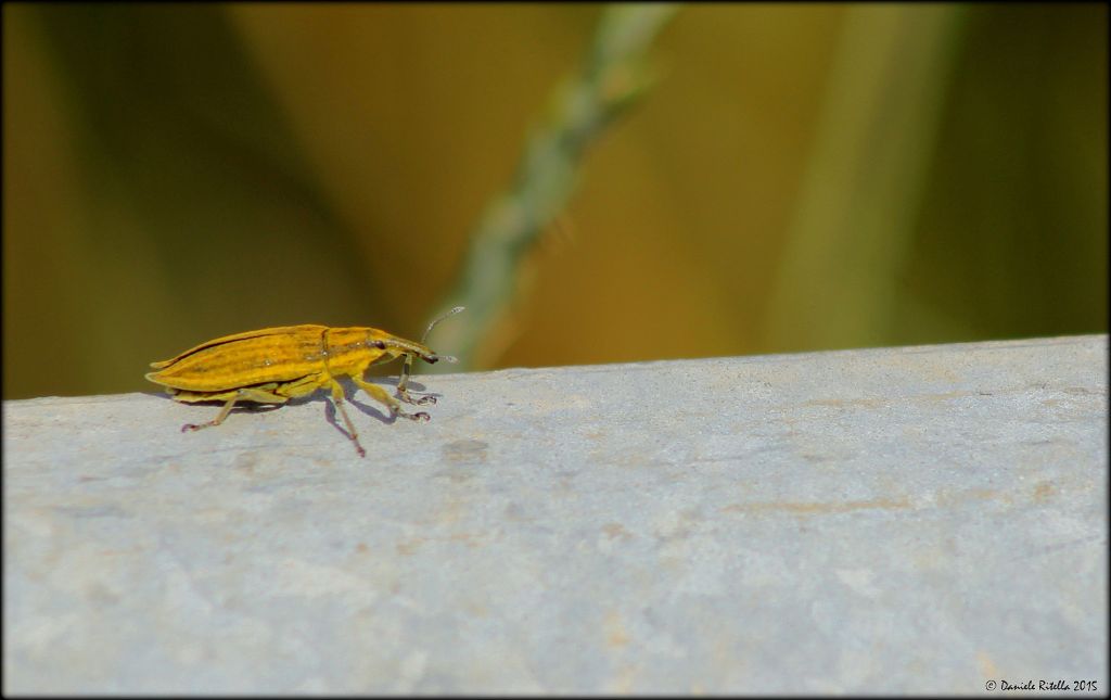 Larinus di quale specie? - Lixus iridis